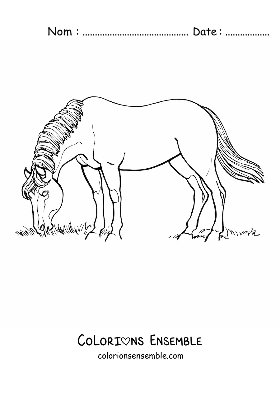Image à colorier d’un cheval broutant dans un champ