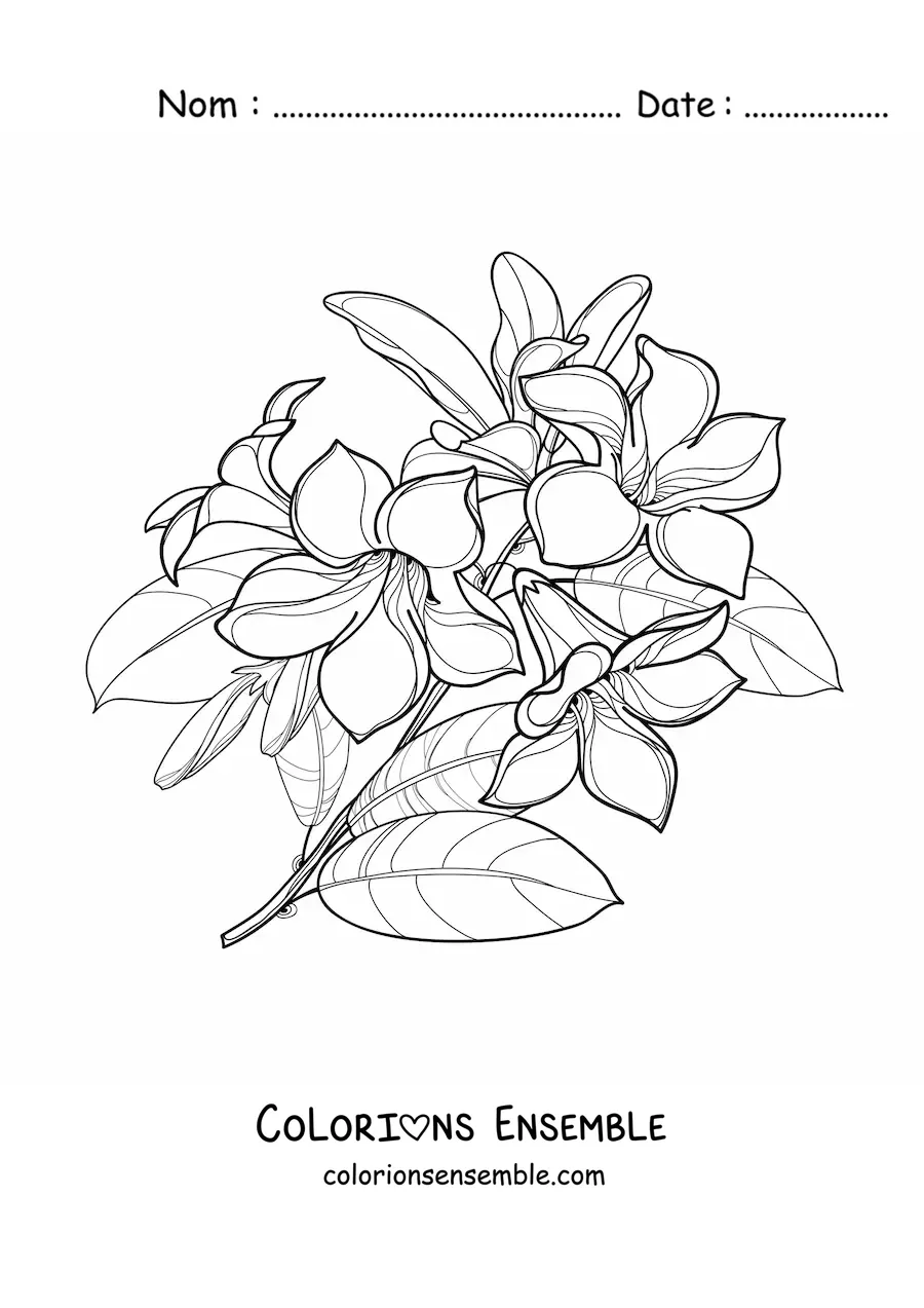 Image à colorier d’un bouquet de lys avec des feuilles