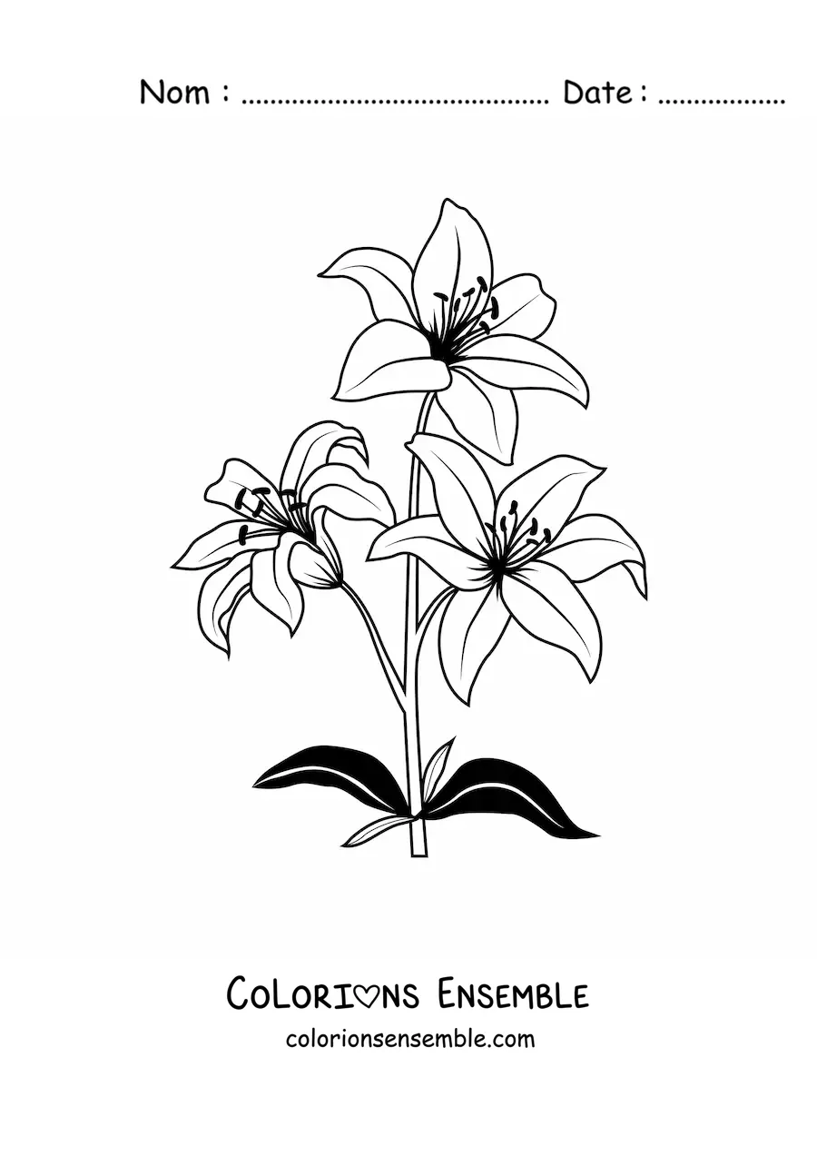 Image à colorier de trois lys
