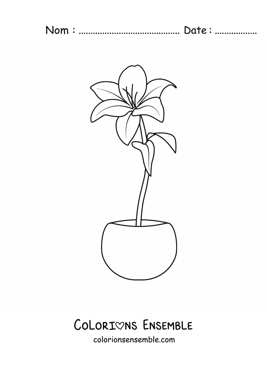 Image à colorier d’un lys dans un pot
