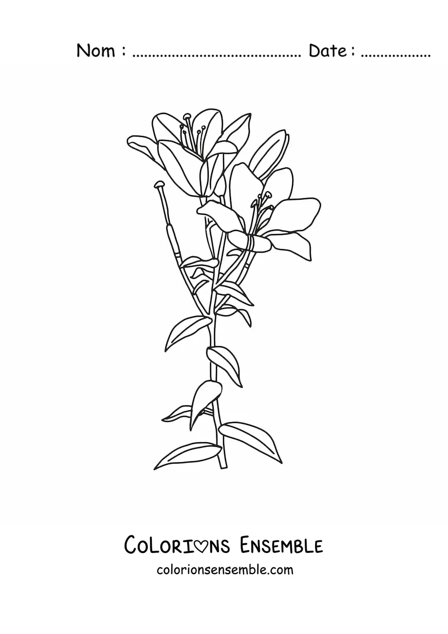 Image à colorier de deux lys avec des feuilles