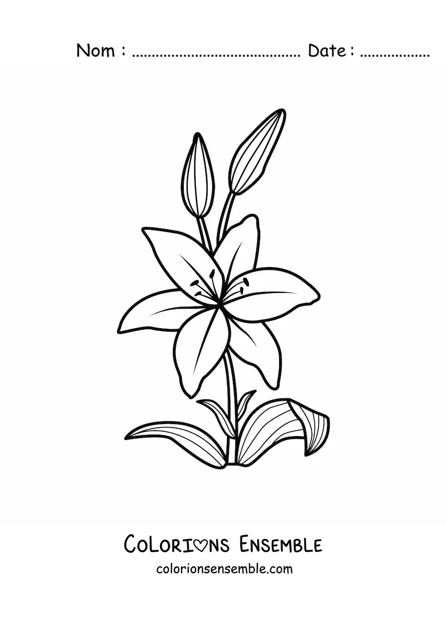 Image à colorier d’un lys tout simple avec des feuilles
