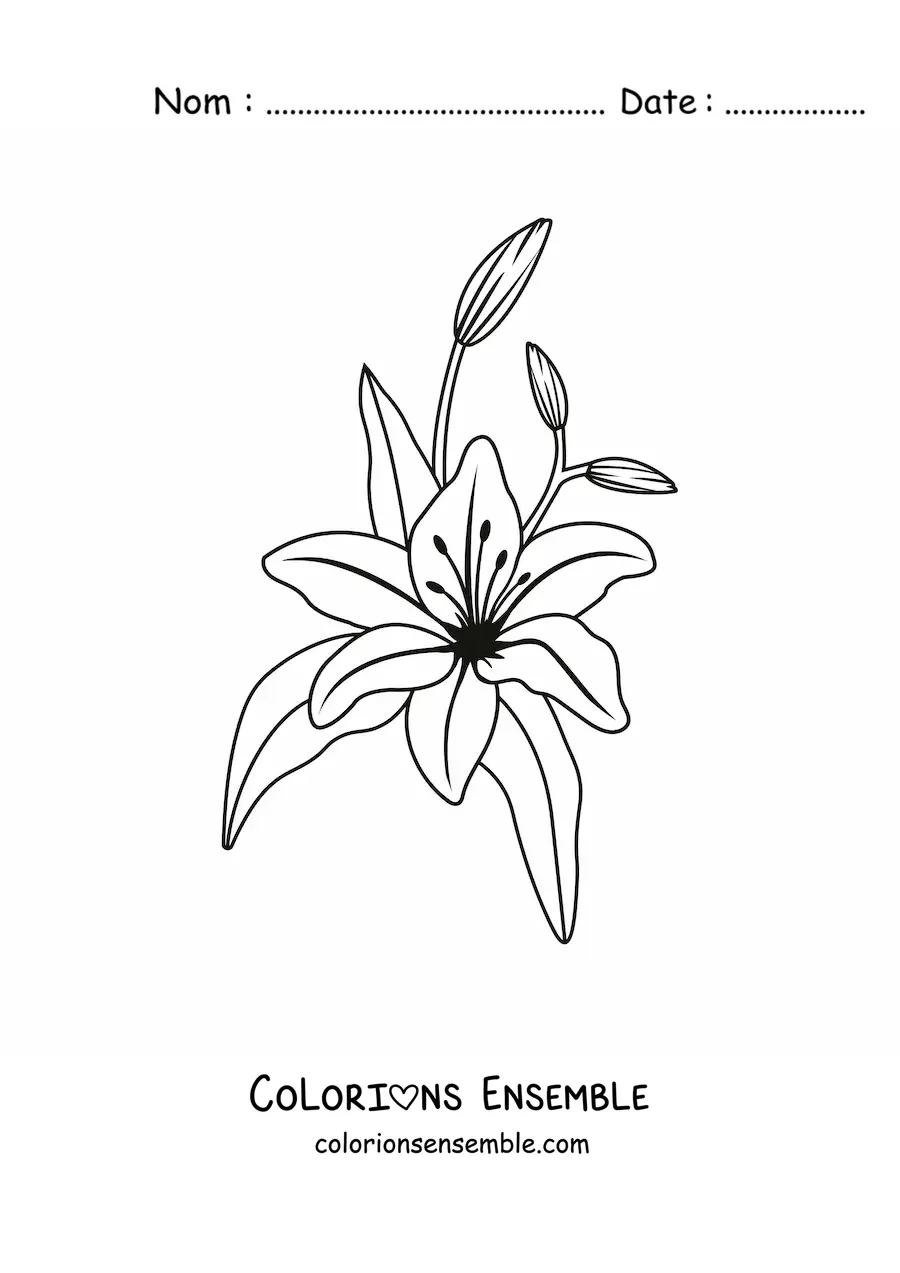Image à colorier d’un lys avec des feuilles