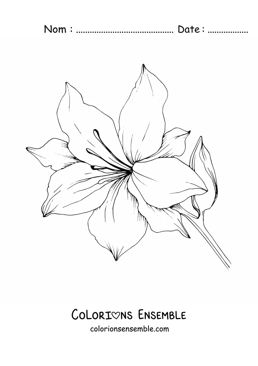Image à colorier d’un grand lys avec des feuilles