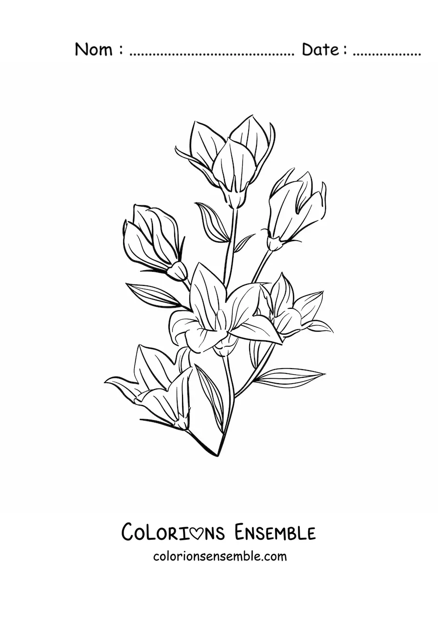 Image à colorier de plusieurs lys avec des feuilles