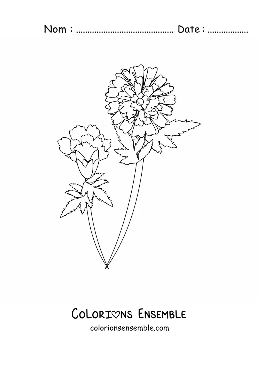 Image à colorier de deux œillets avec des feuilles