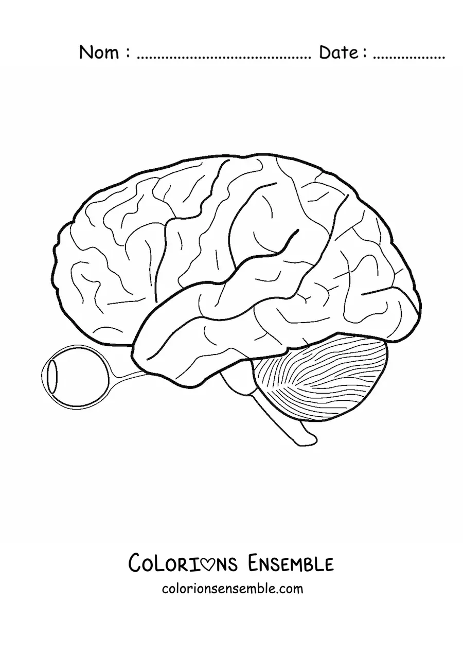 Image à colorier d'un œil et du nerf optique qui le relie au cerveau