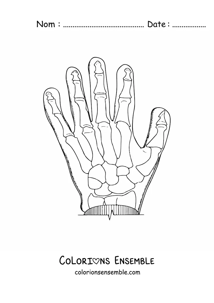 Image à colorier d'une radiographie d'une main