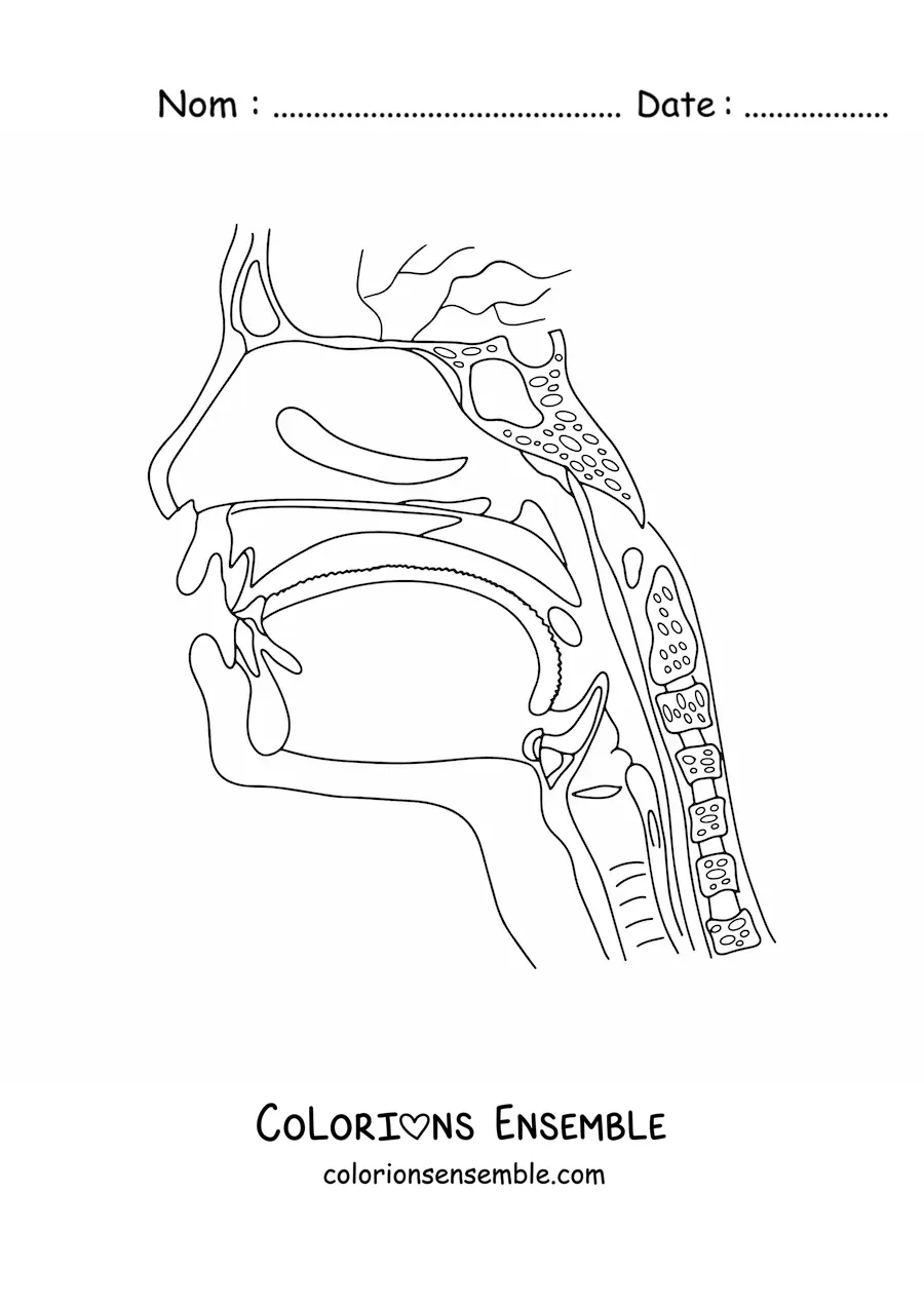 Coloriage d'une coupe de la tête montrant l'anatomie de la gorge et du nez