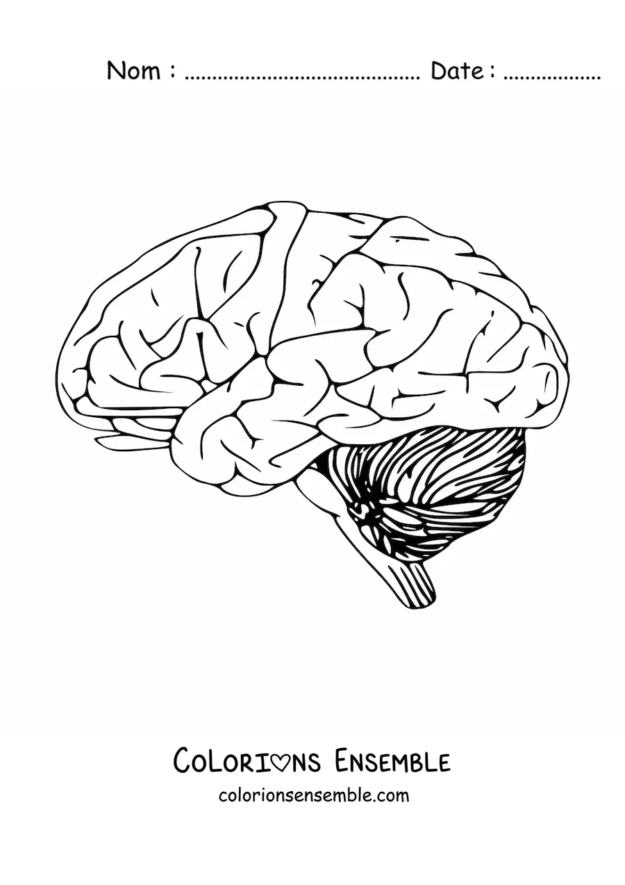 Coloriage d'un cerveau vu de côté