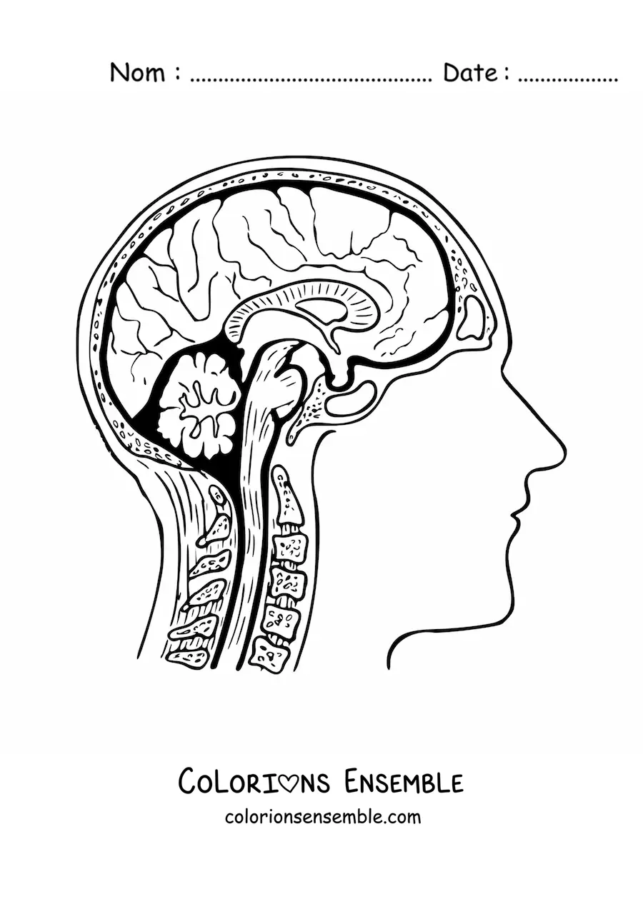 Coloriage d'une coupe du cerveau montrant son anatomie et ses parties
