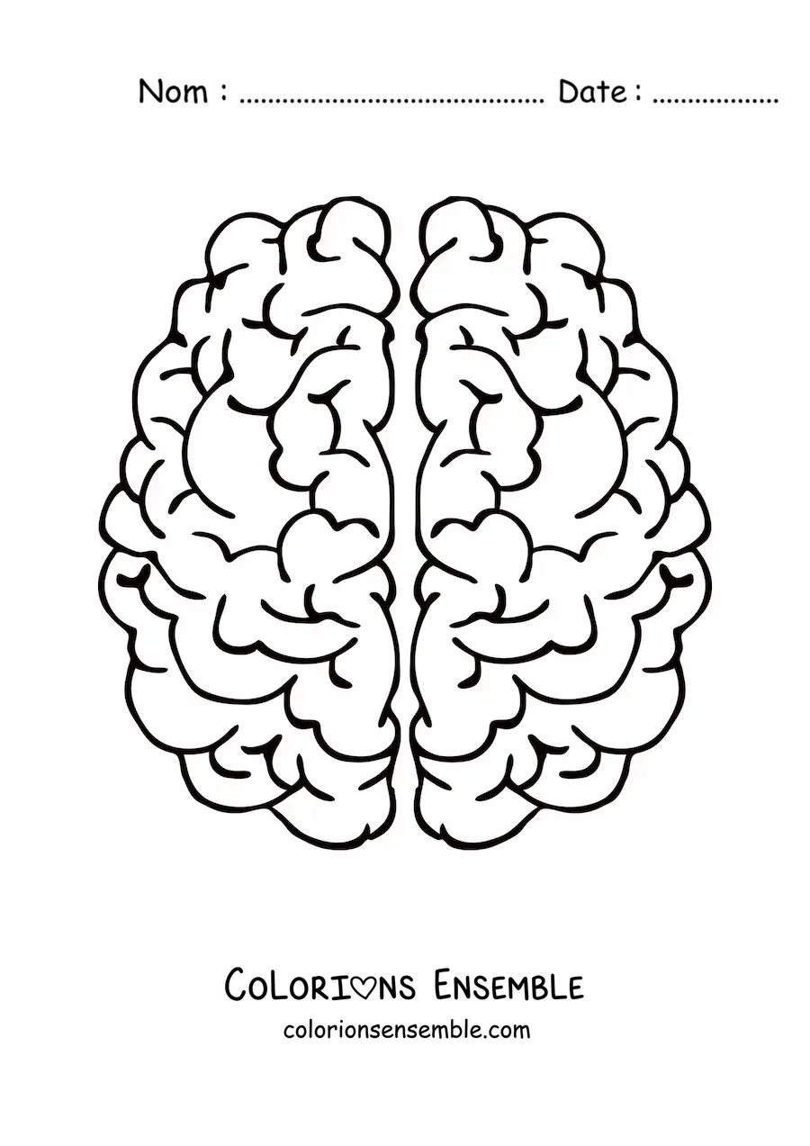 Coloriage des deux hémisphères du cerveau vus de dessus