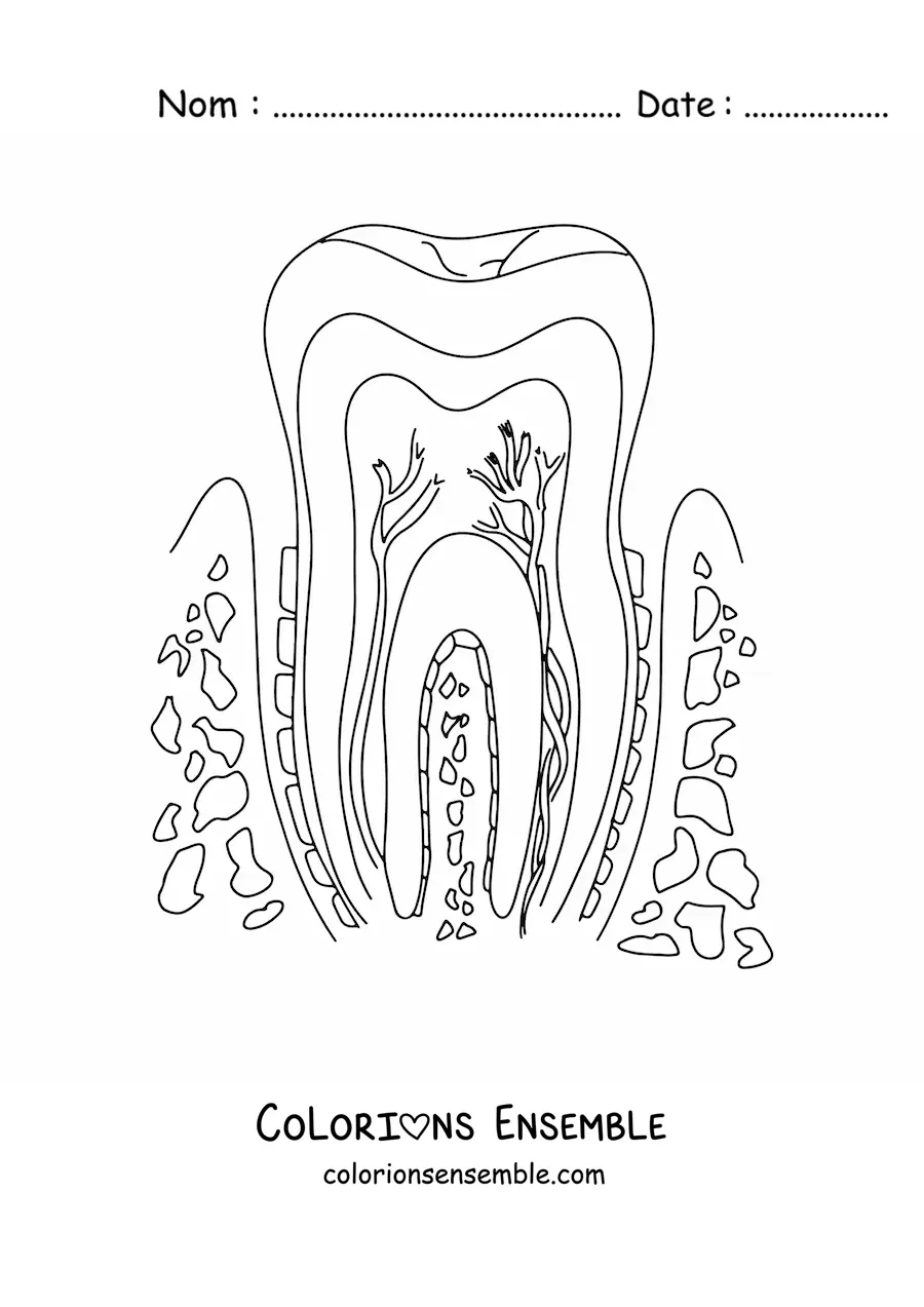 Coloriage d'une coupe de dent montrant sa structure et ses parties
