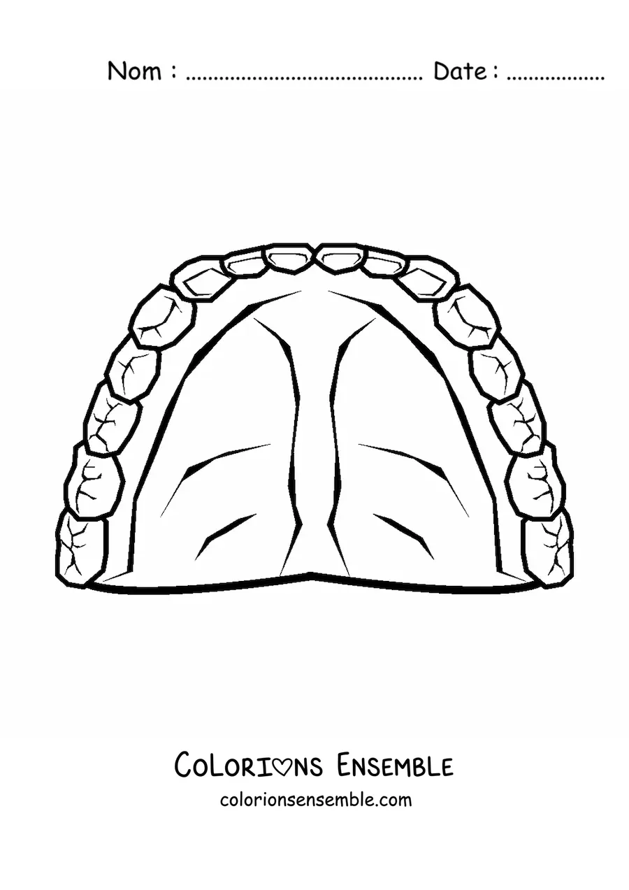 Coloriage d'une dentition humaine