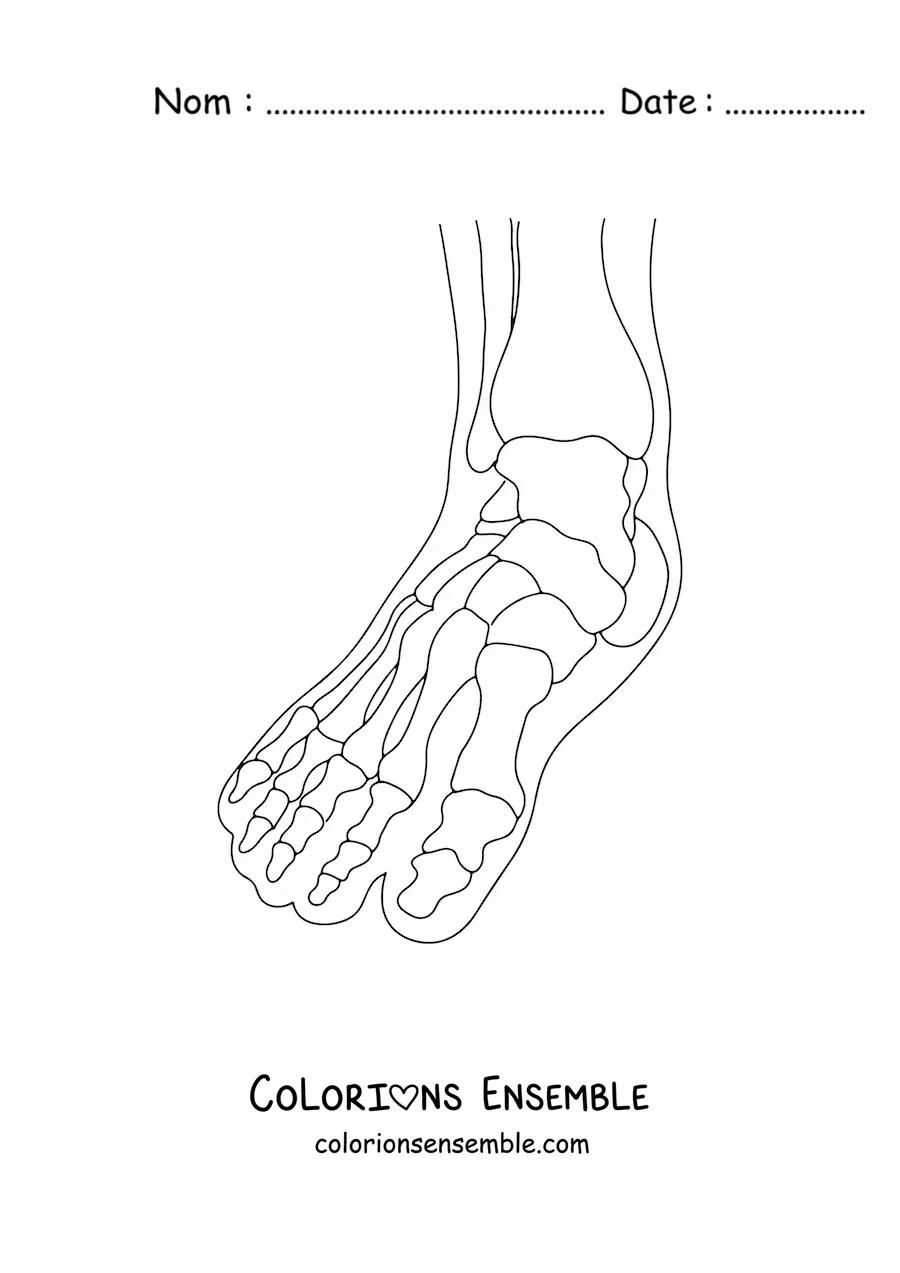 Coloriage d'une radiographie montrant les os du pied