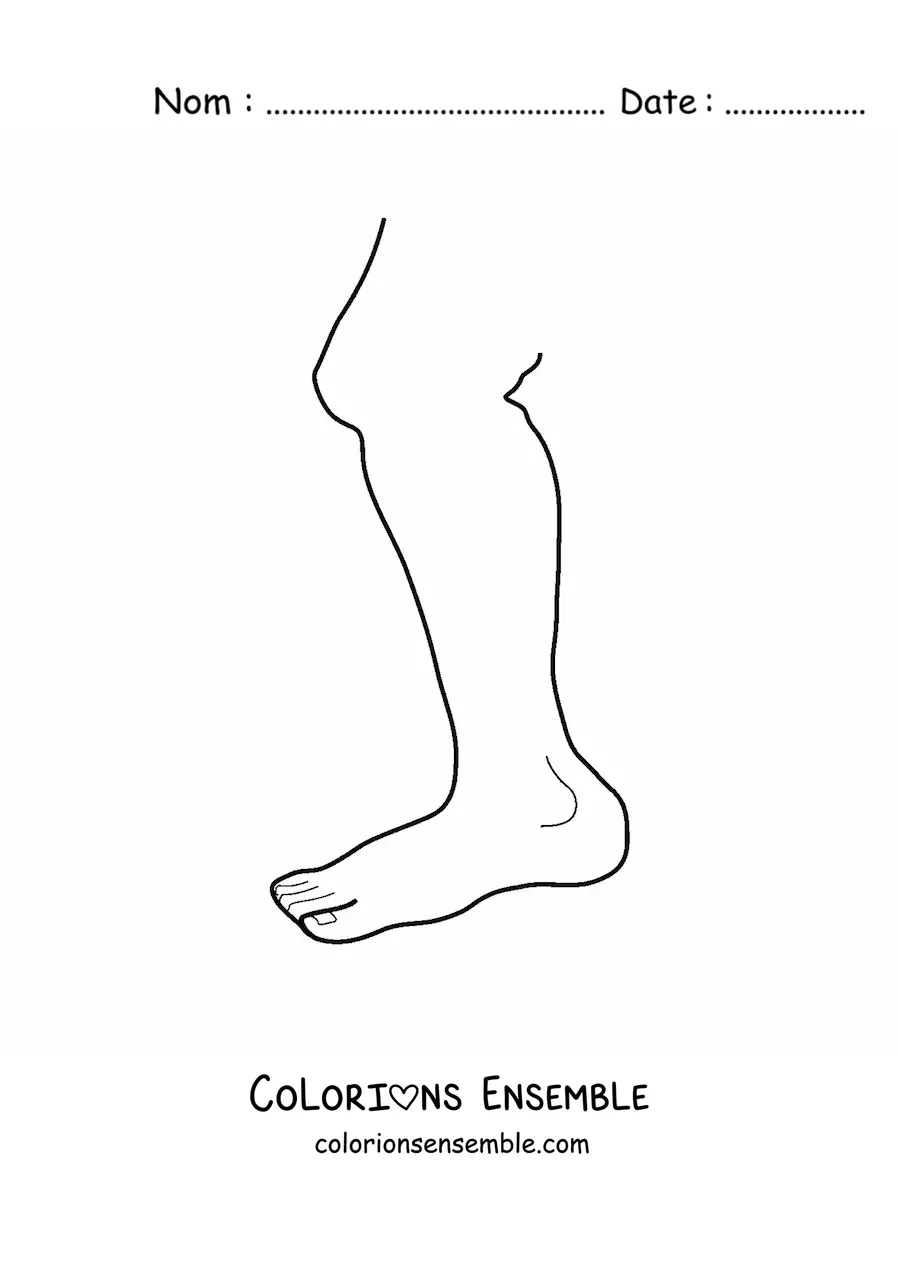 Coloriage d'une jambe