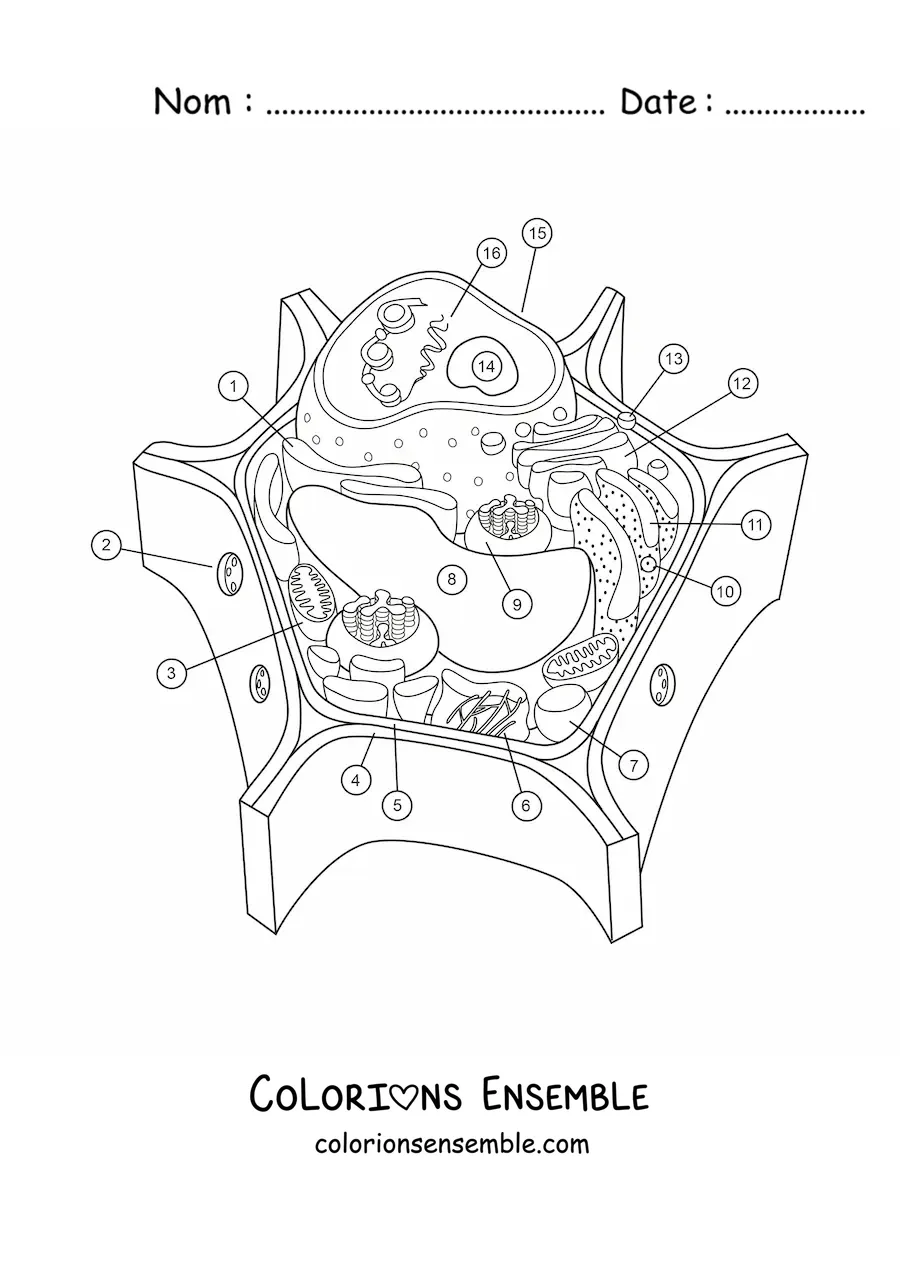 Image à colorier de la structure d’une cellule végétale