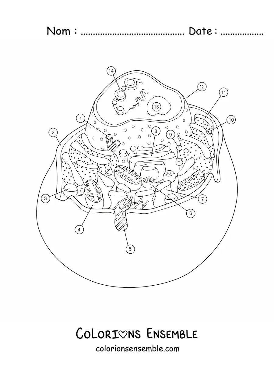 Image à colorier de la structure d’une cellule animale