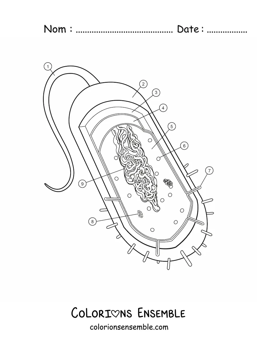 Image à colorier de la structure d’une cellule procaryote