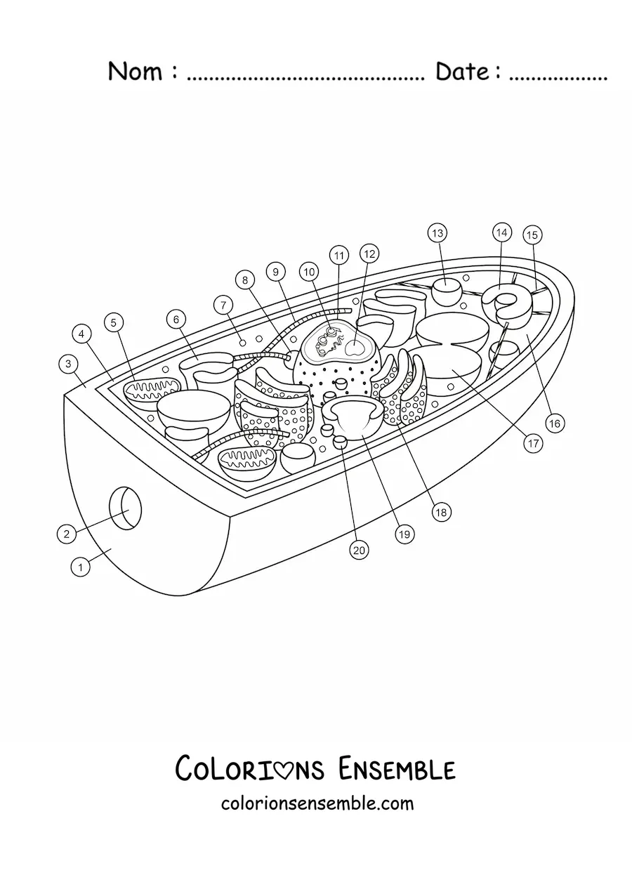 Image à colorier de la structure de la cellule d’un champignon