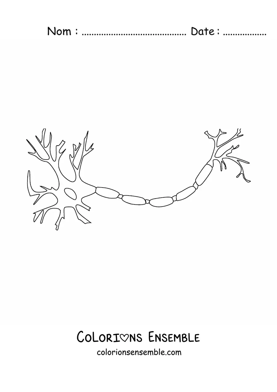 Image à colorier d’un neurone