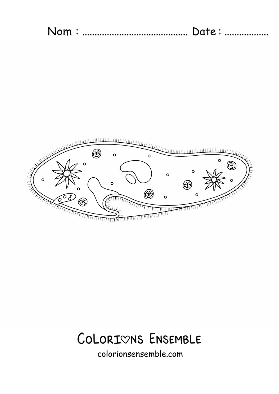 Image à colorier d’un protozoaire