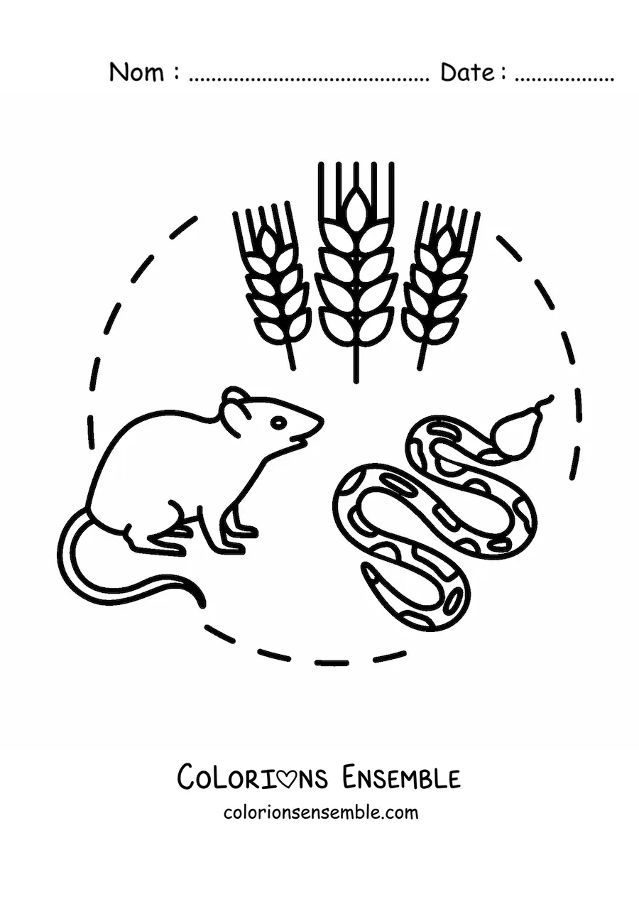 Image à colorier de la chaîne alimentaire terrestre