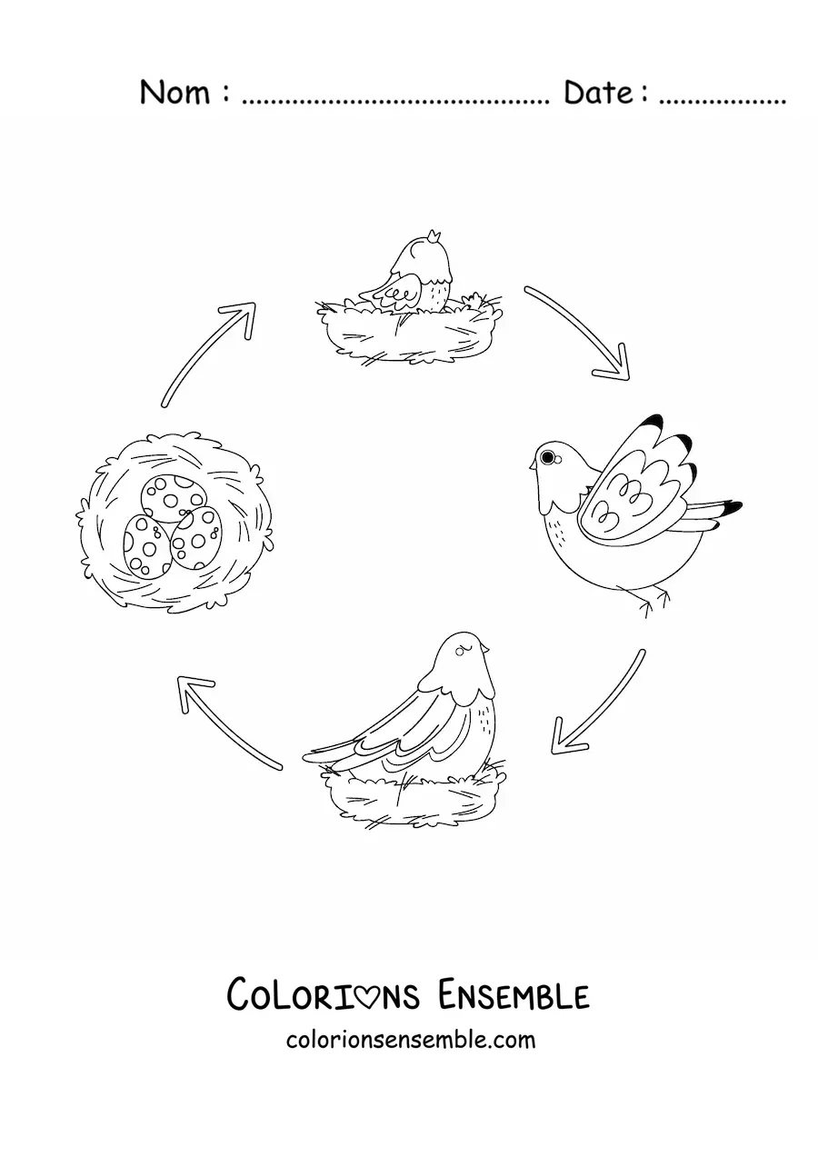Image à colorier du cycle de vie des oiseaux illustré par une colombe