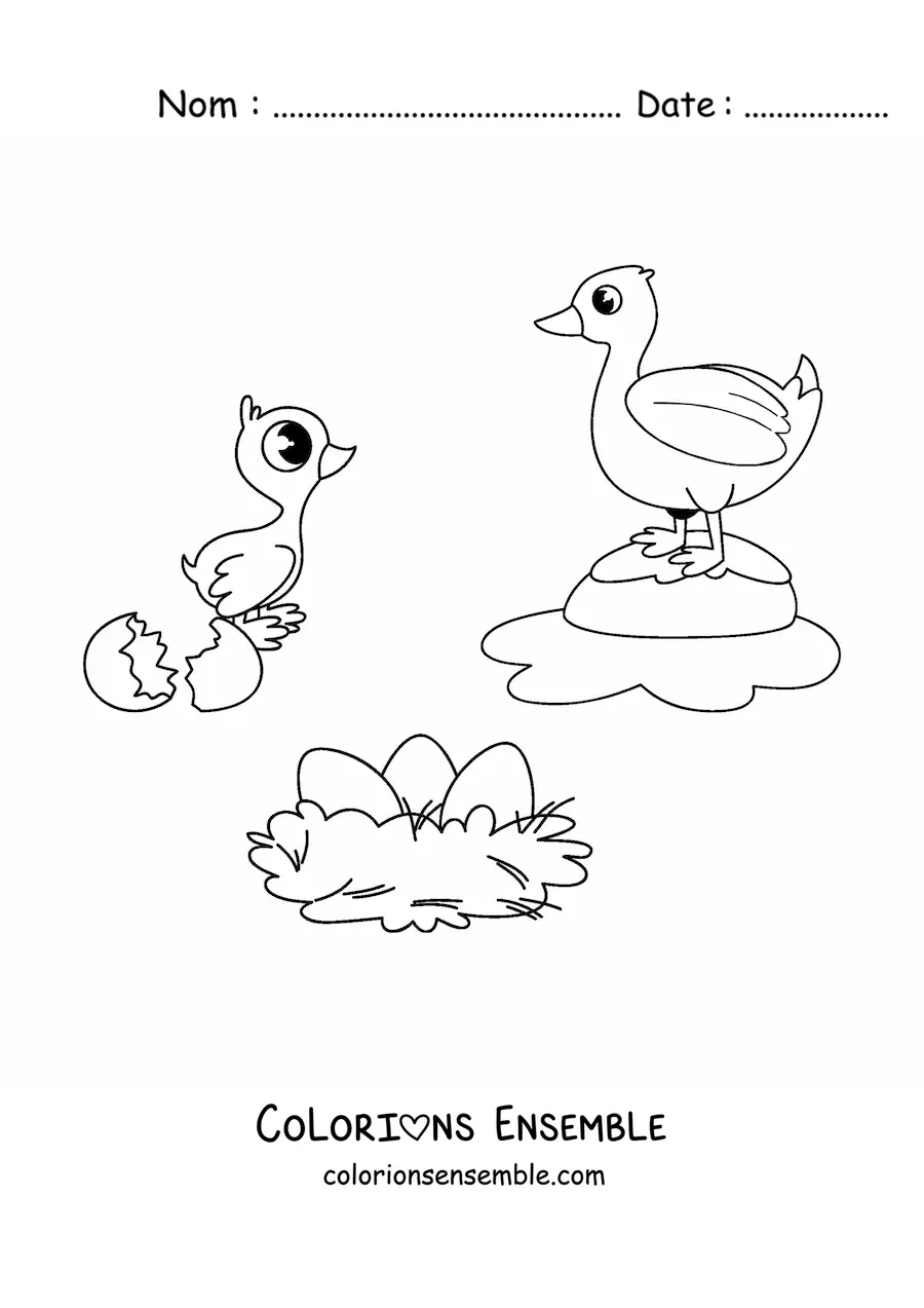 Image à colorier du cycle de vie des oiseaux illustré par un canard
