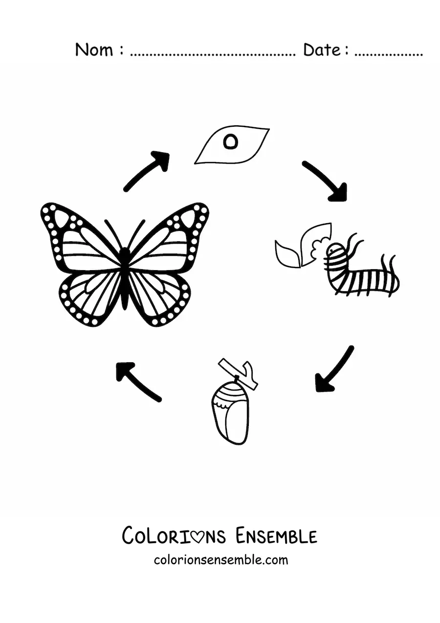 Image à colorier du cycle de vie d'un papillon