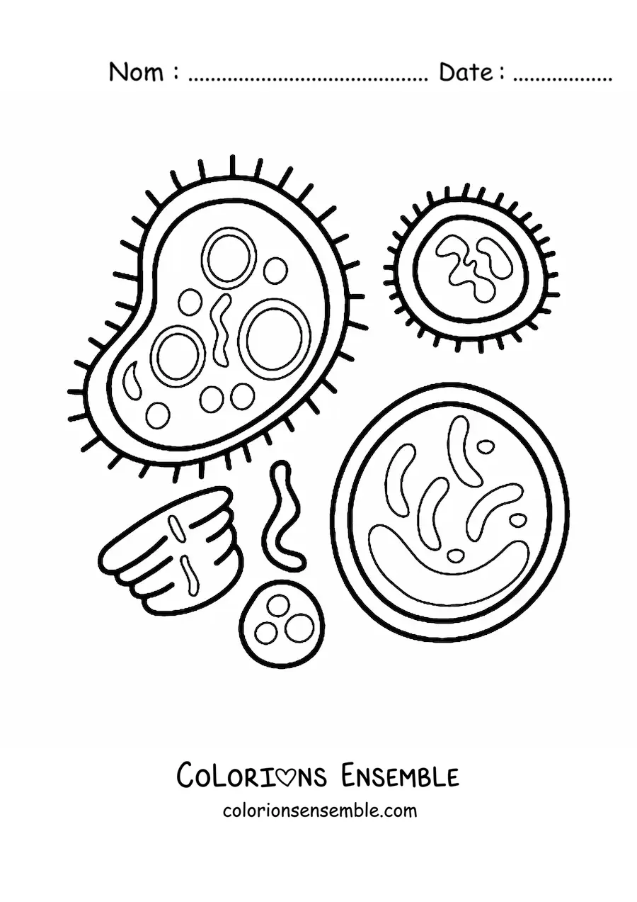 Image à colorier de bactéries et de cellules