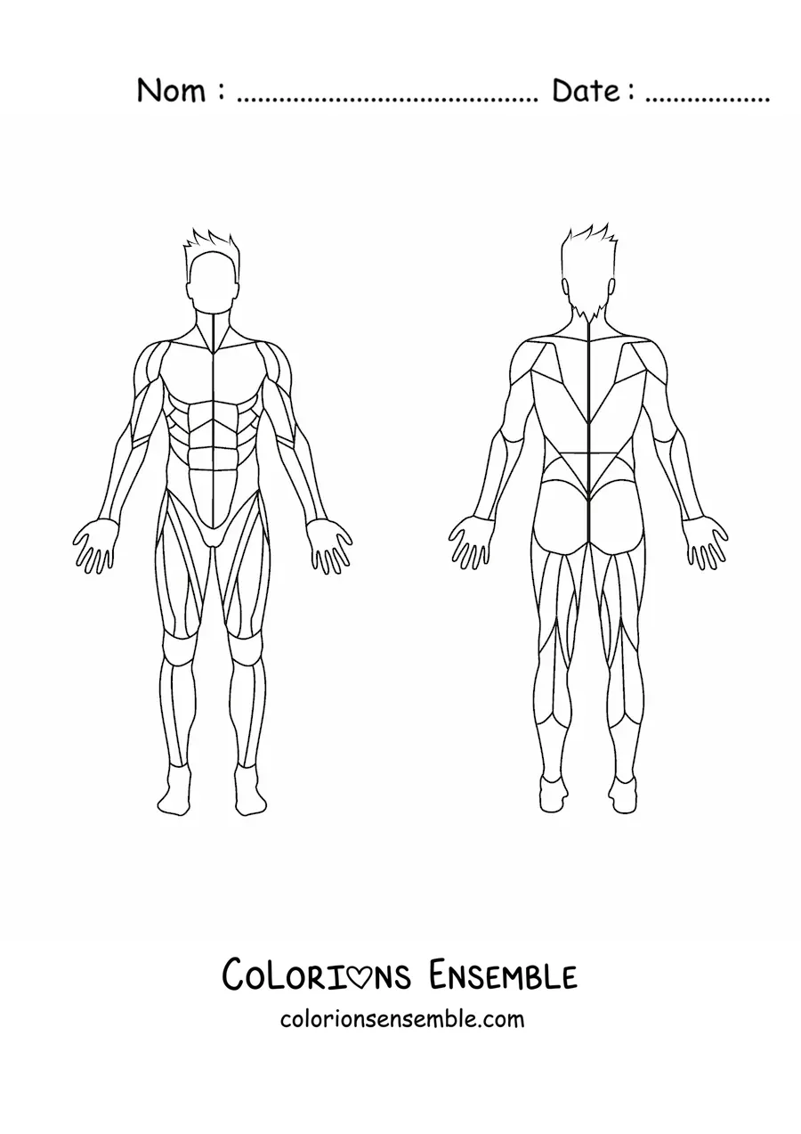 Image à colorier du système musculaire humain