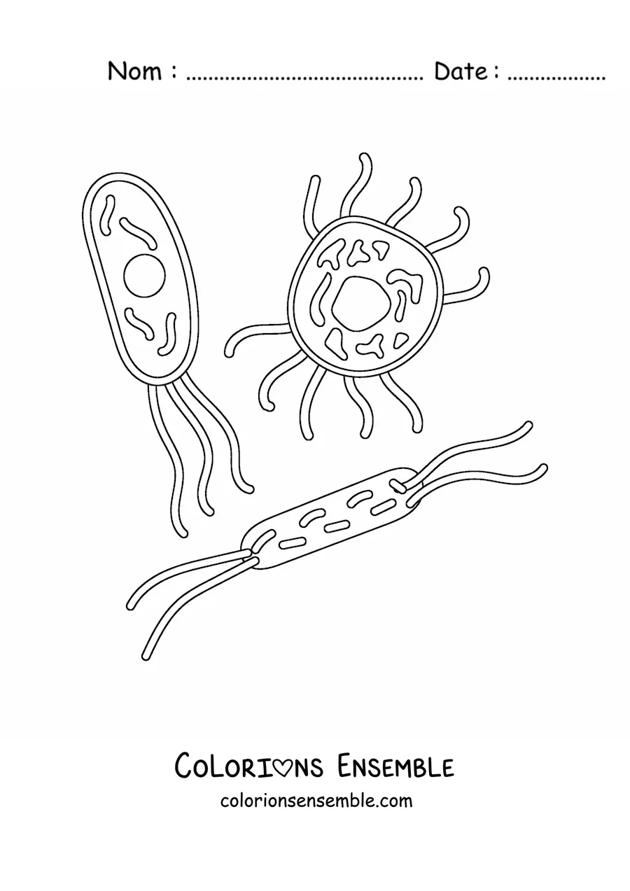 Image à colorier de plusieurs micro-organismes cellulaires