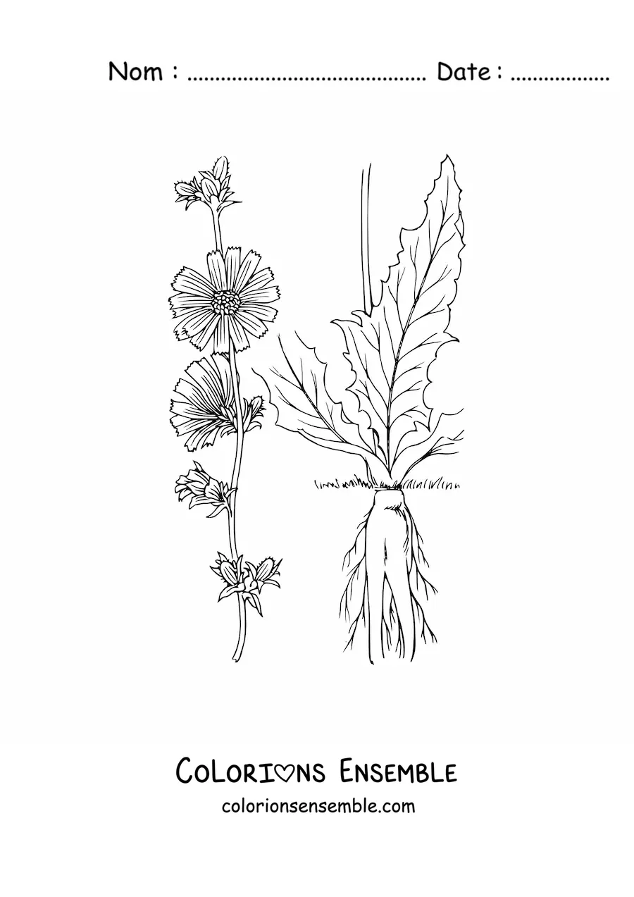 Image à colorier des différentes parties d'une plante