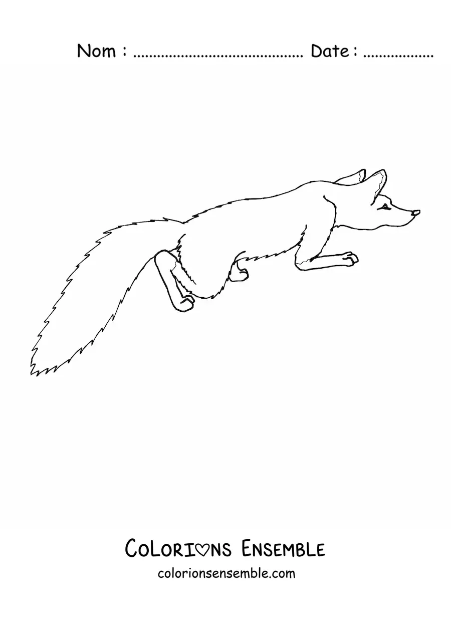 Coloriage d'un renard sauvage accroupi, vu de dessus