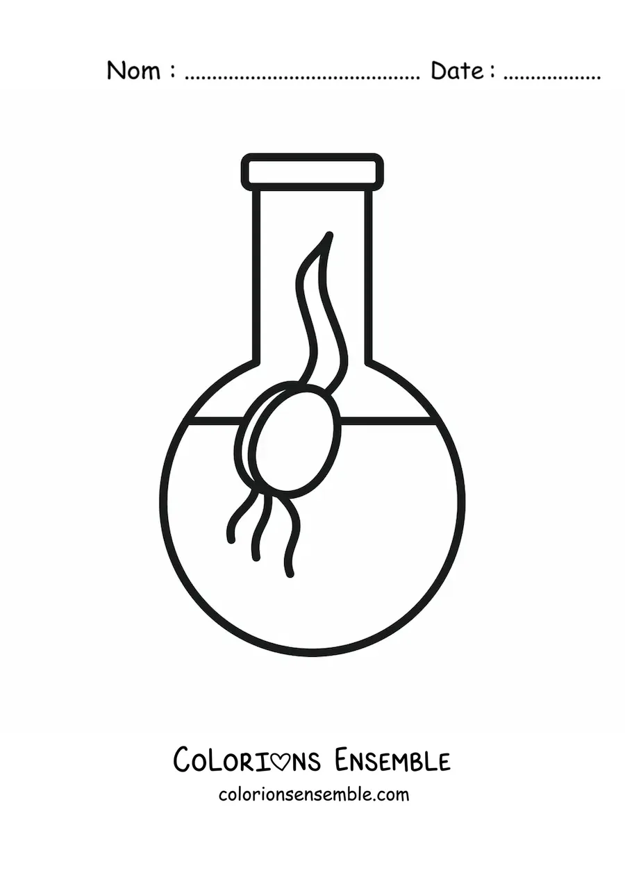 Image à colorier de la germination d'une graine