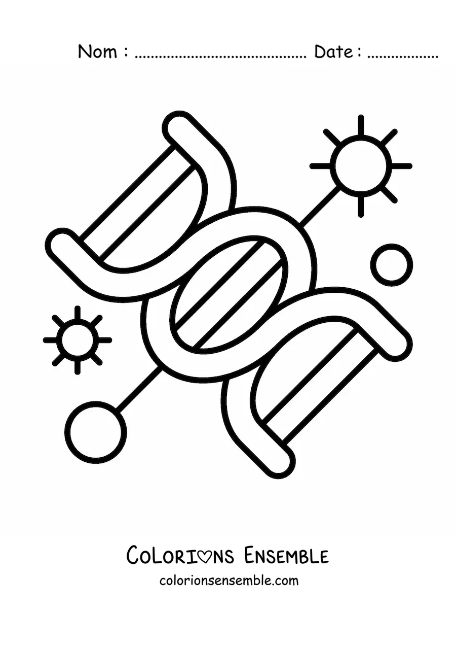 Image à colorier d'une molécule d'ADN