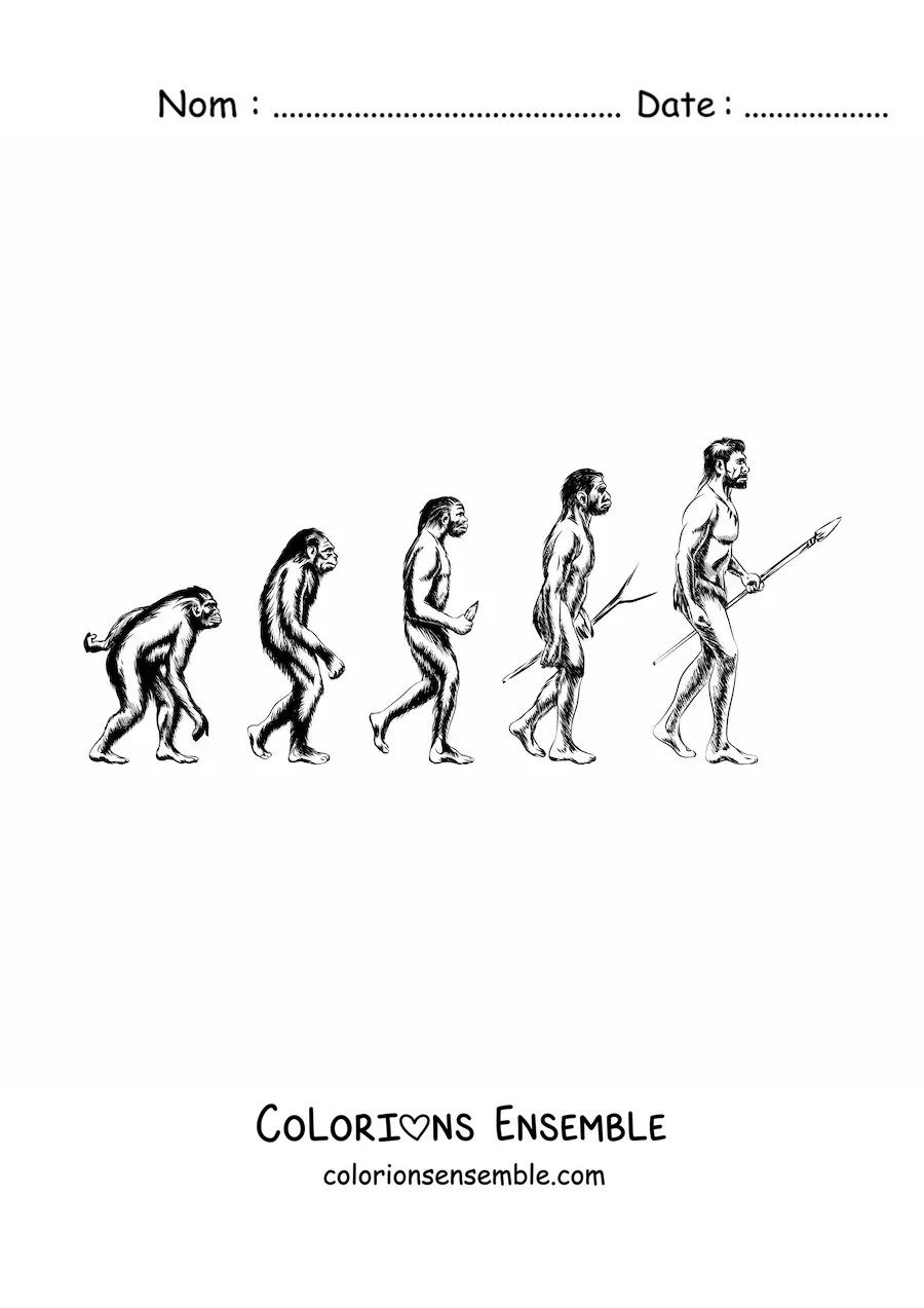 Image à colorier de l'évolution humaine