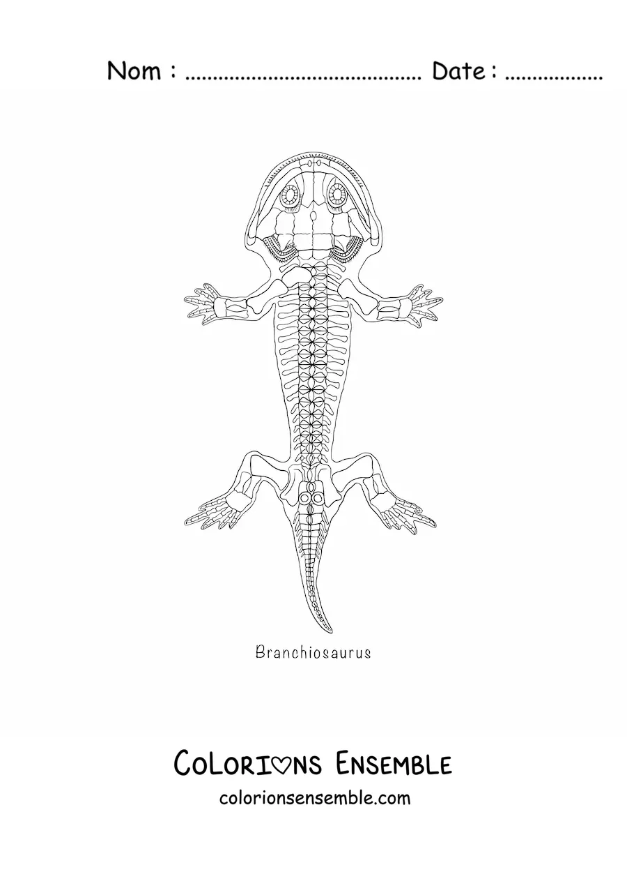 Image à colorier d'un fossile d'amphibien branchiosaure