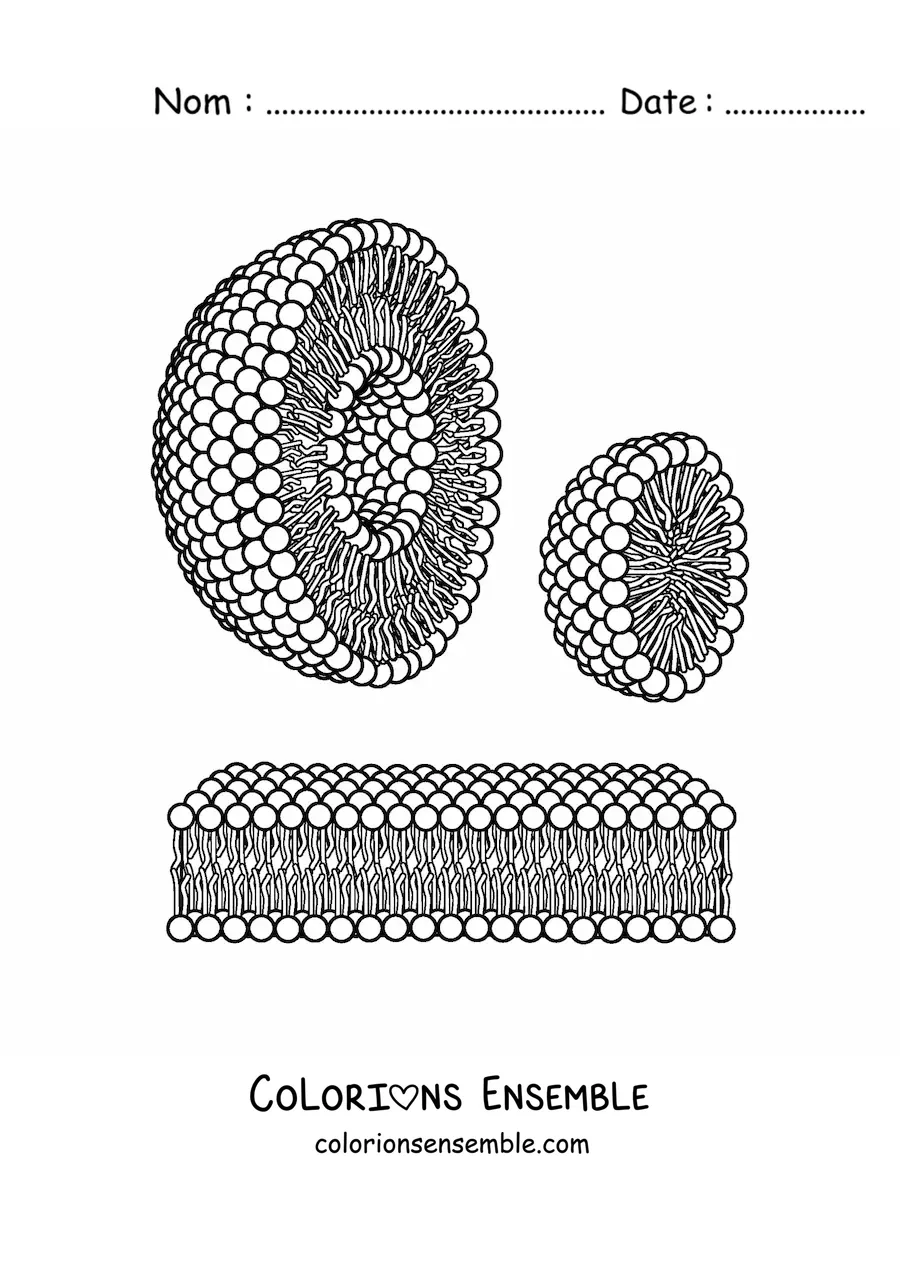 Image à colorier des structures d'un liposome et d'une micelle