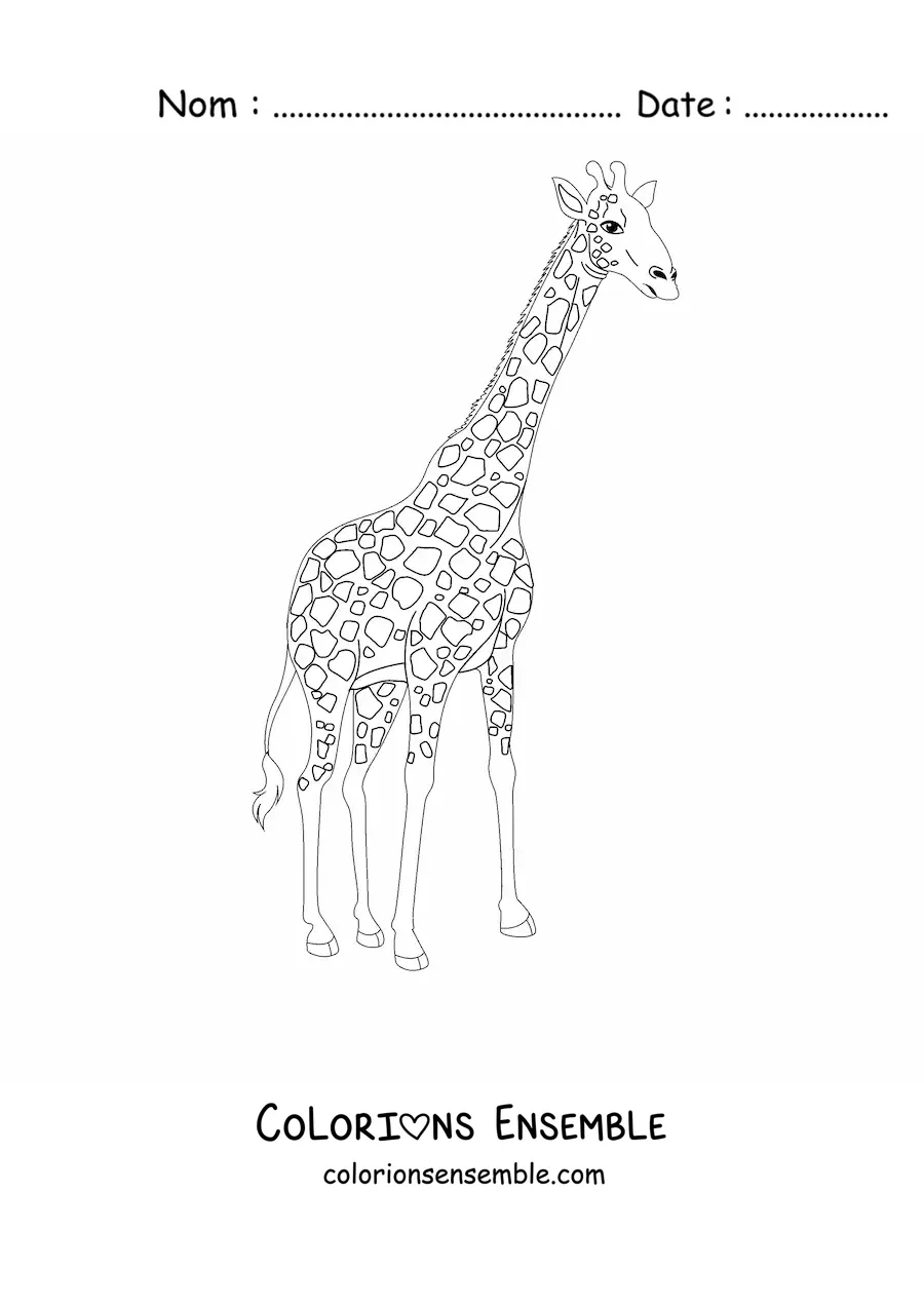Coloriage d'une girafe qui regarde vers la droite