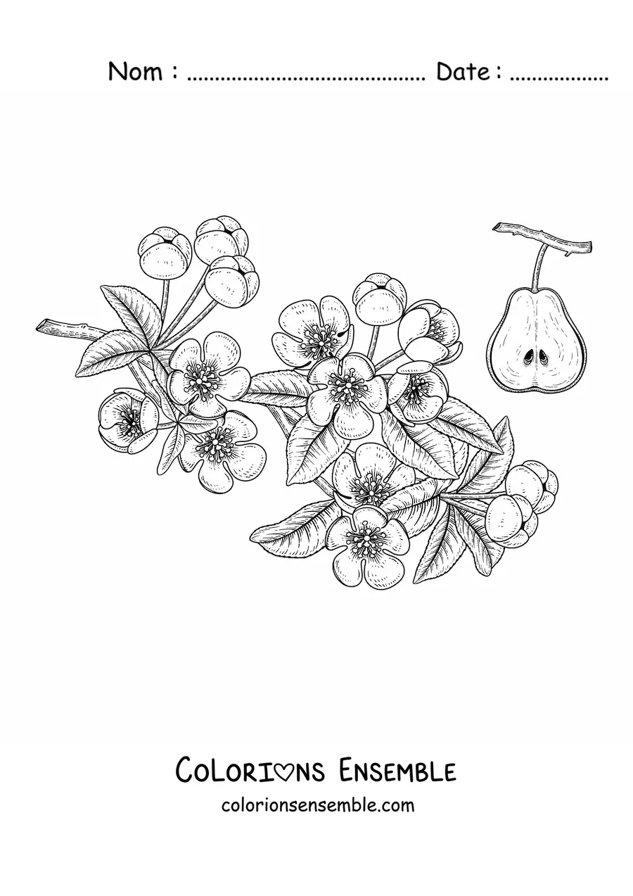 Coloriage de branches de poirier avec des fleurs et une poire