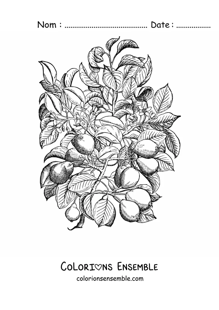 Coloriage des branches d'un poirier