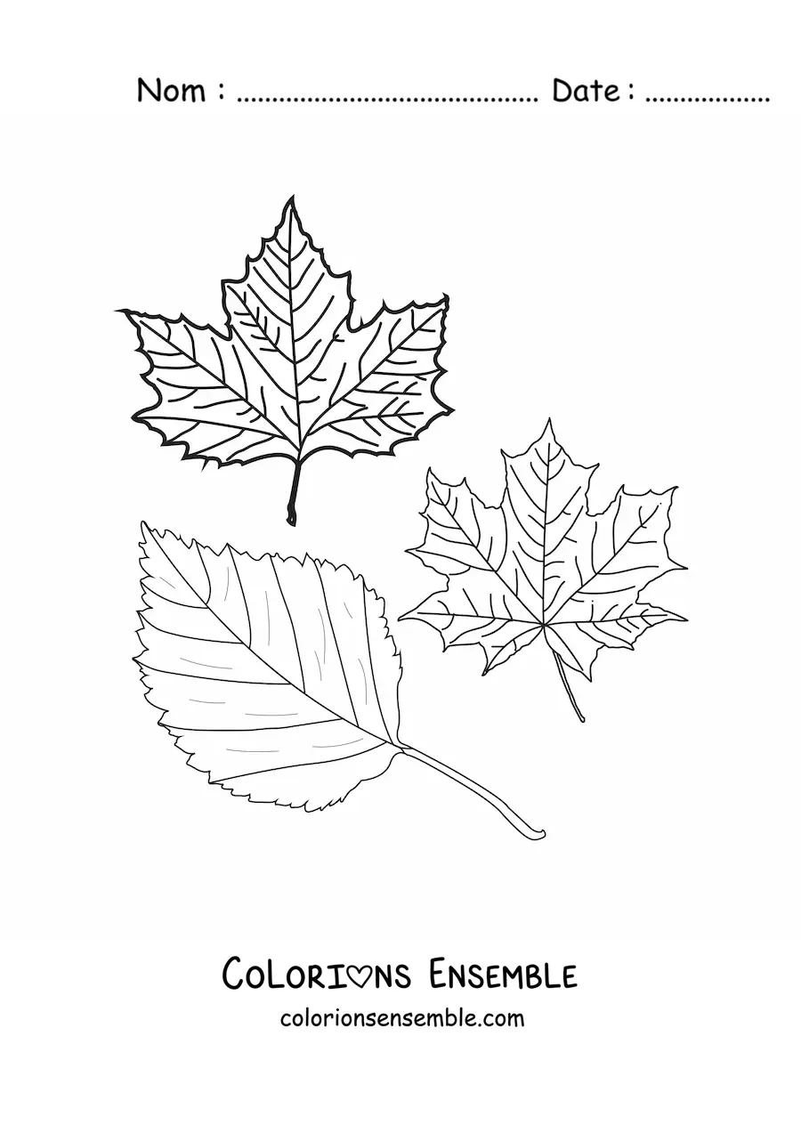 Dessin à colorier de deux feuilles sèches d’automne.