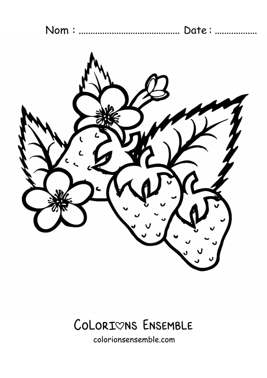 Image à colorier de trois fraises et de leurs fleurs