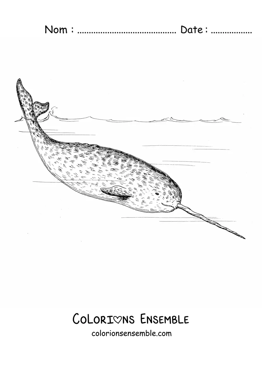 Image à colorier d’un narval nageant dans la mer