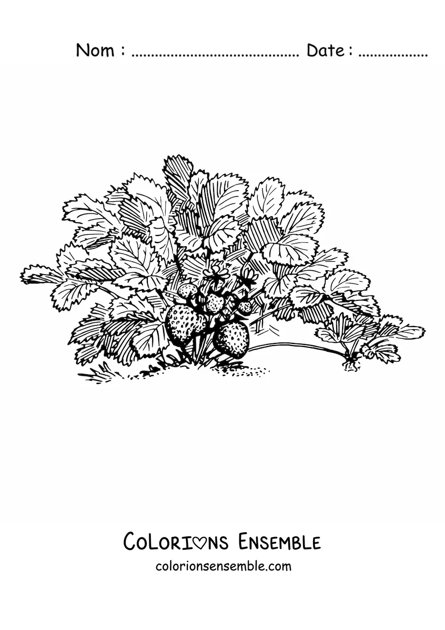 Image à colorier d'un plant de fraises des bois