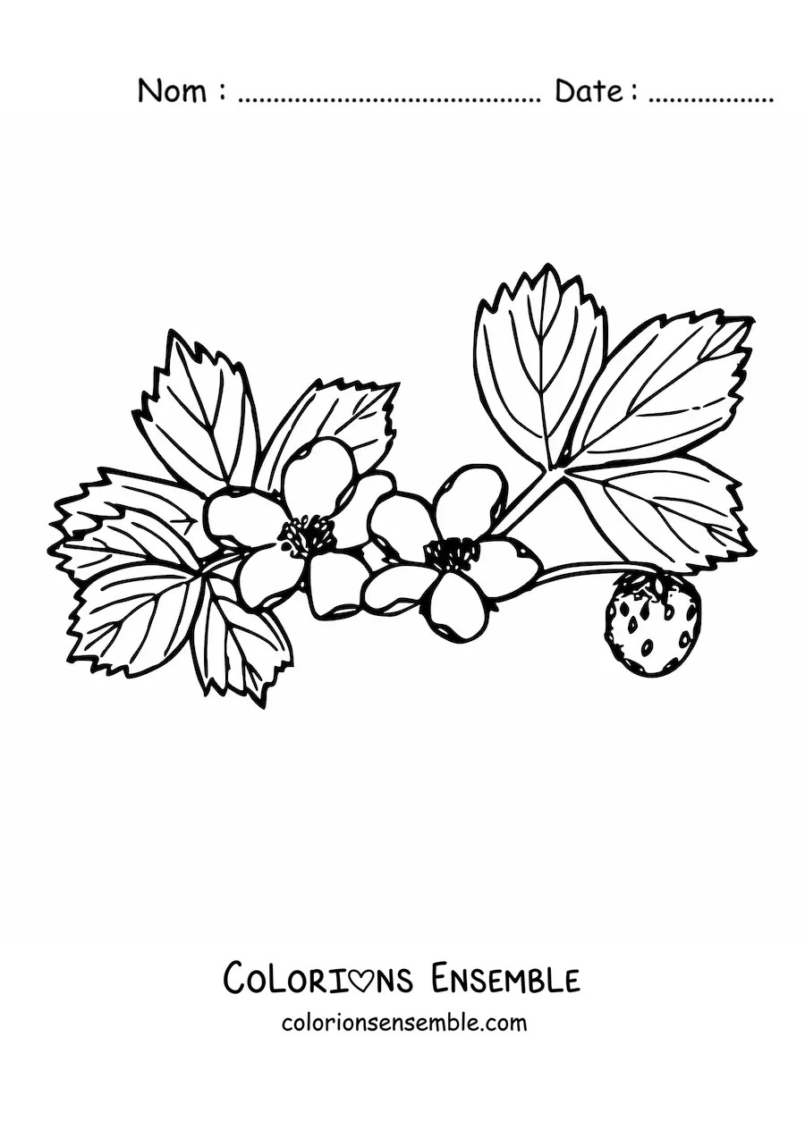 Image à colorier d'une branche d'un plant de fraises avec des fleurs