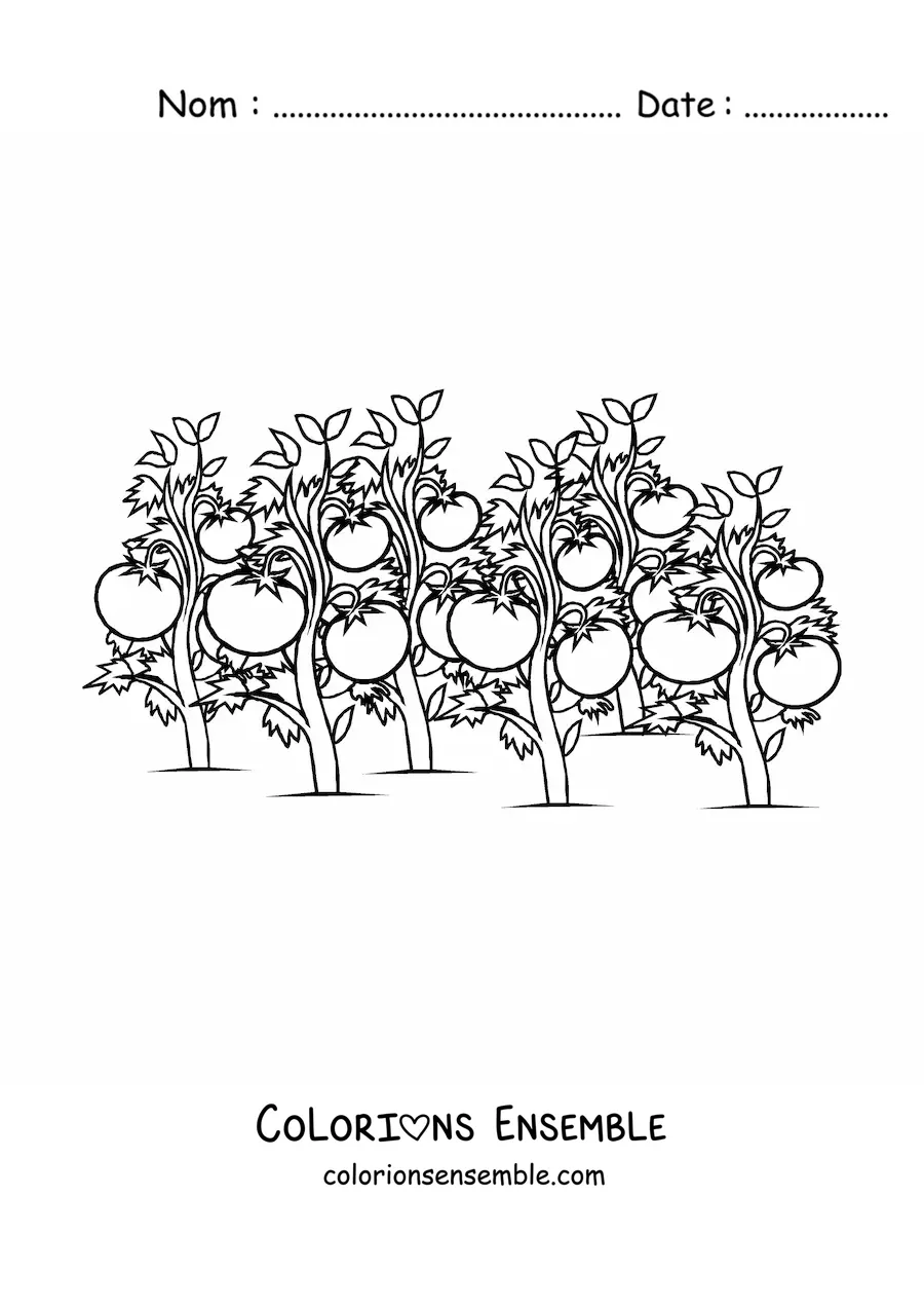 Image à colorier d’une plantation de plants de tomate