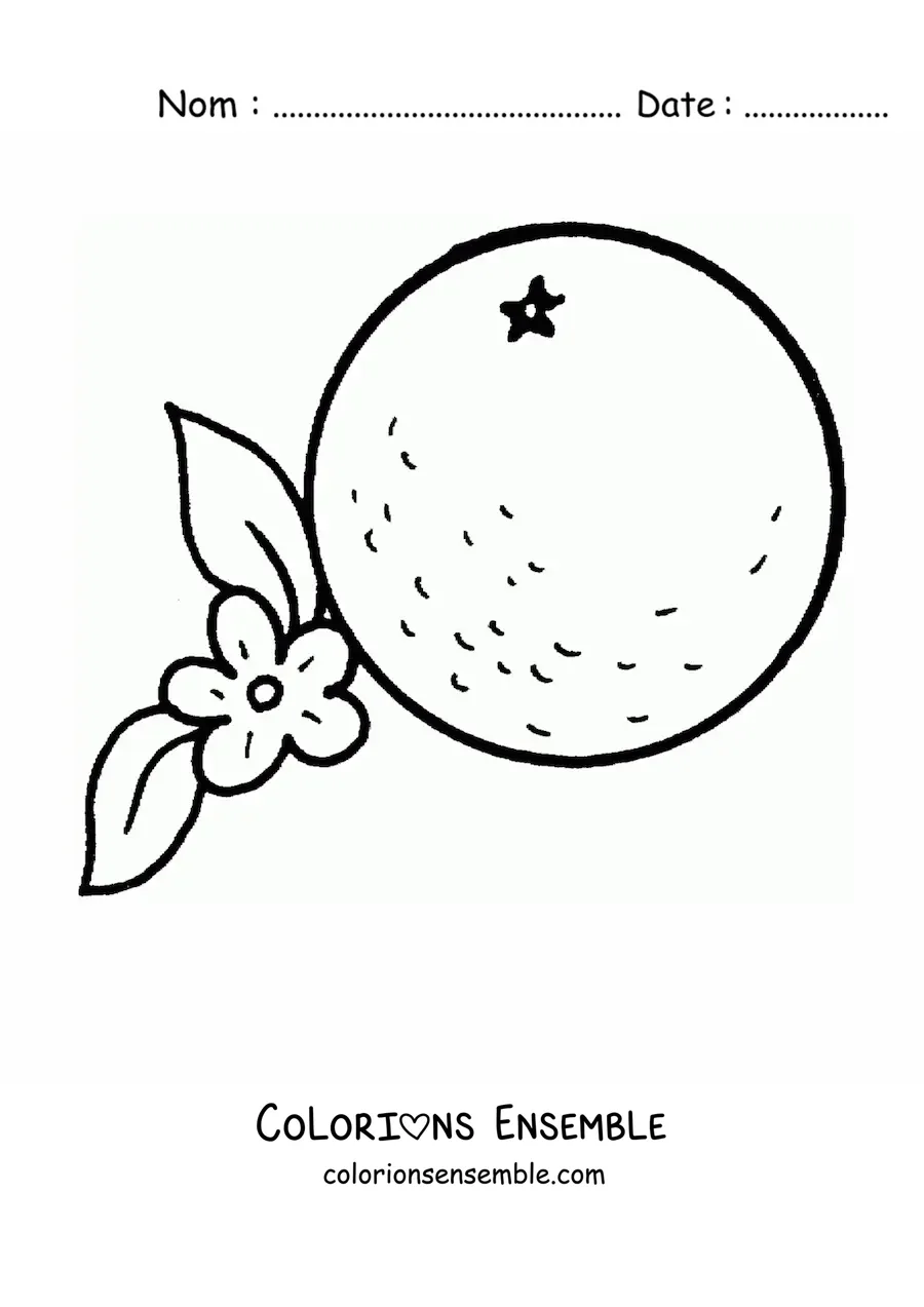 Image à colorier d'une orange à côté de sa fleur